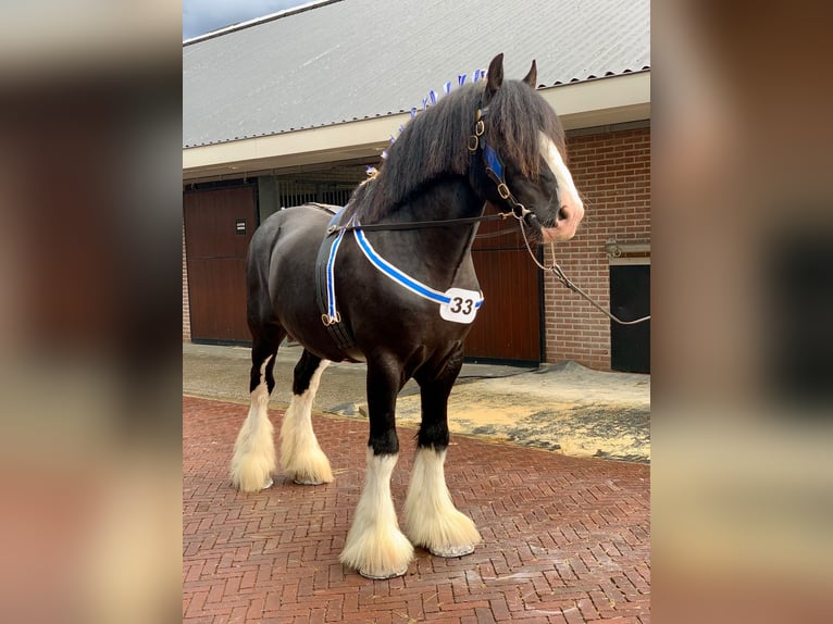 Shire Horse Stallion 8 years 17,2 hh Black in Sint laureins