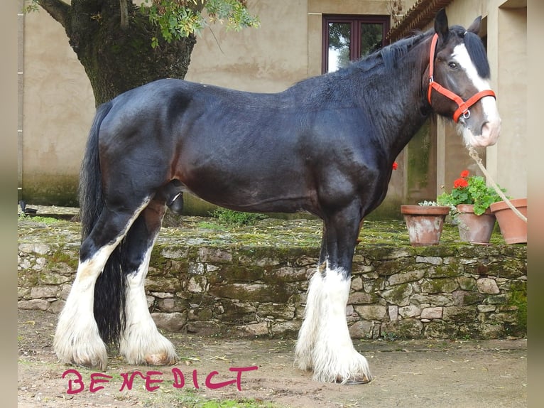 Shire Horse Stallion 8 years 18,1 hh Bay-Dark in Yecla De Yeltes