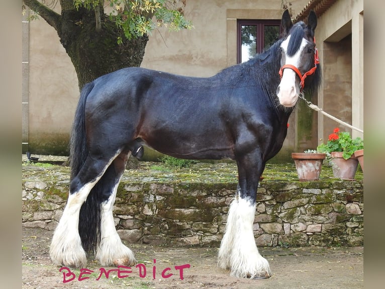 Shire Horse Stallion 8 years 18,1 hh Bay-Dark in Yecla De Yeltes