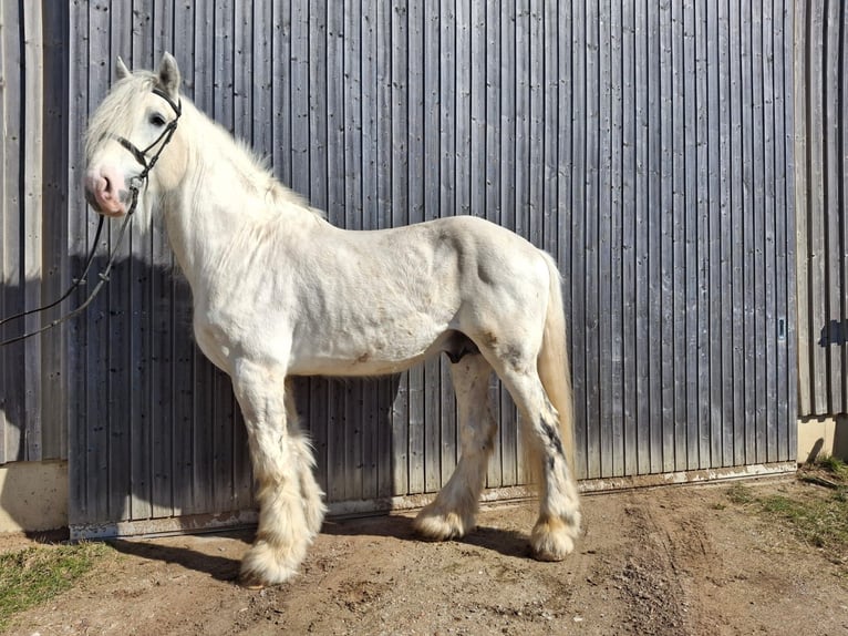 Shire Horse Stallion 9 years 17,2 hh Grey in Ried im Innkreis Shire Horse Stallion 9 years 17,2 hh Grey in Ried im Innkreis