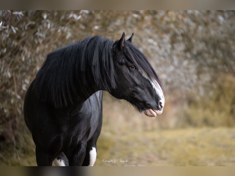 Shire Horse Stallion Black in Essen