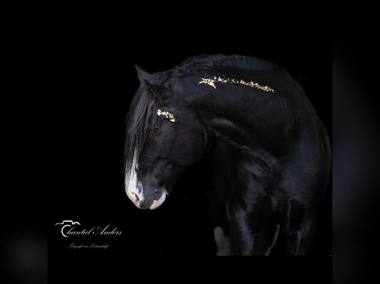Shire Horse Stallion Black in Essen