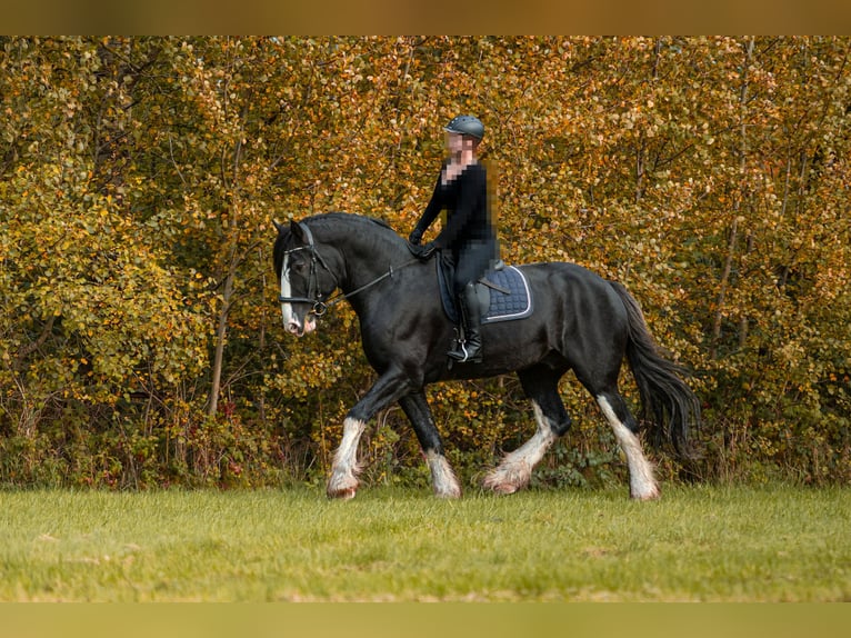 Shire Horse Stallion Black in Ratingen