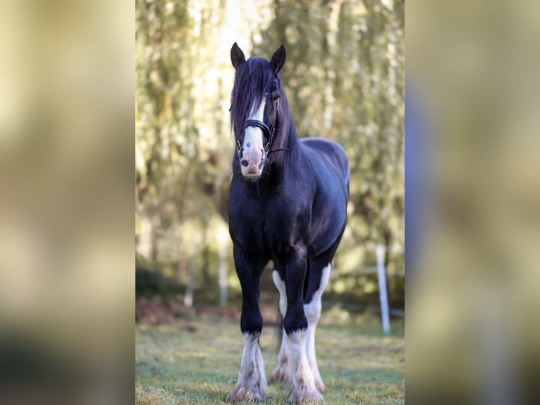 Shire Horse Stallion Black in Ratingen