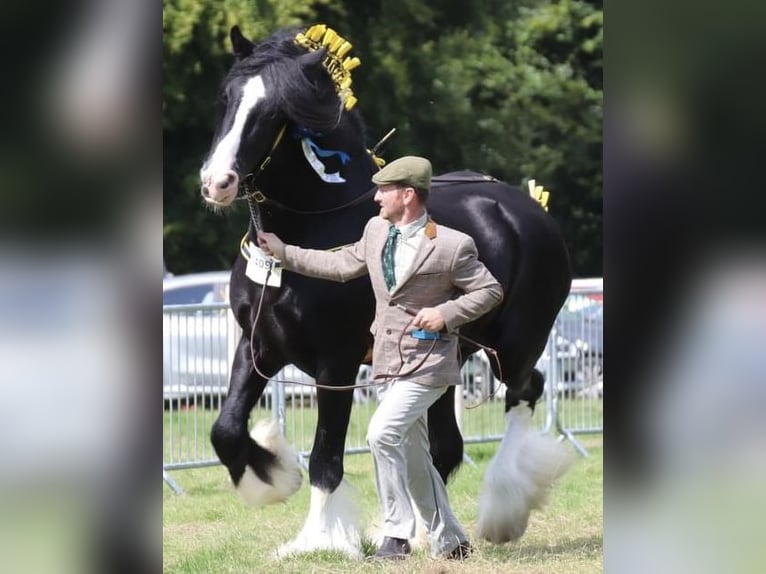 Shire Horse Stallion in Taunton