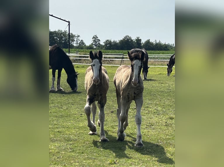 Shire Horse Stallion Foal (05/2024) 17,2 hh Black in Berge