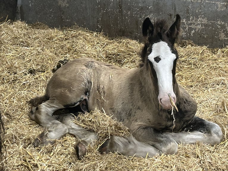 Shire Horse Stallion Foal (05/2024) 17,2 hh Black in Berge