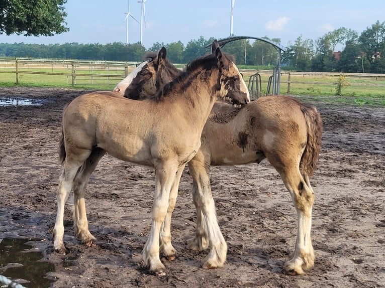 Shire Horse Stallion Foal (05/2024) 17,2 hh Black in Berge