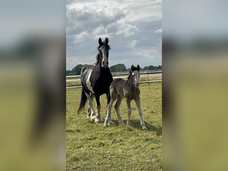 Shire Horse Stallion Foal (05/2024) 17,2 hh Black in Berge