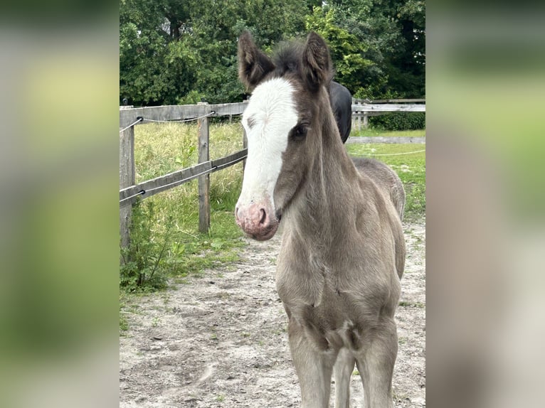 Shire Horse Stallion Foal (05/2024) 17,2 hh Black in Berge