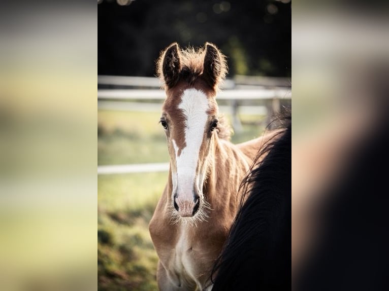 Shire Horse Stallion Foal (06/2024) 17,2 hh in Bippen