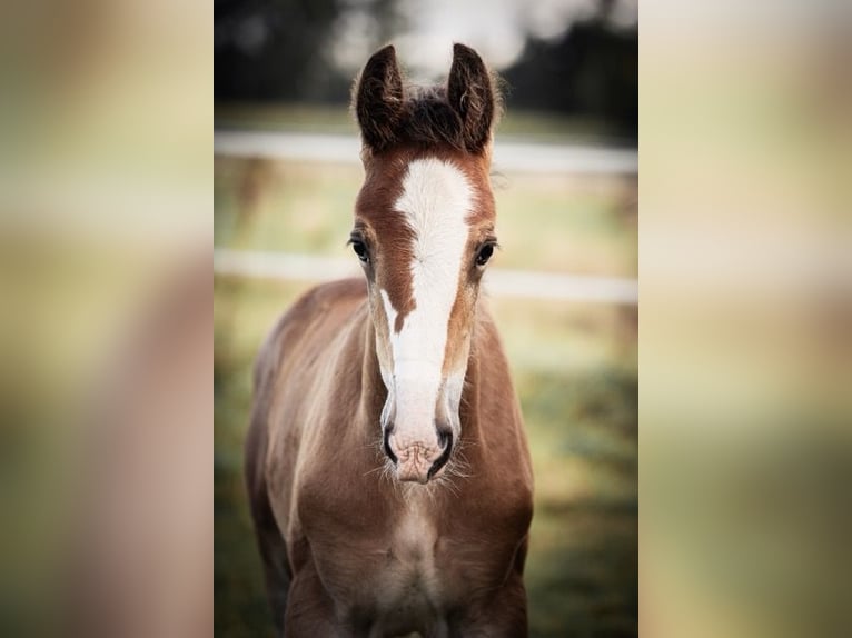 Shire Horse Stallion Foal (06/2024) 17,2 hh in Bippen