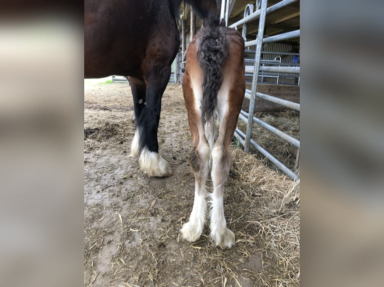 Shire Horse Stallion Foal (05/2025) Bay-Dark in Haselau