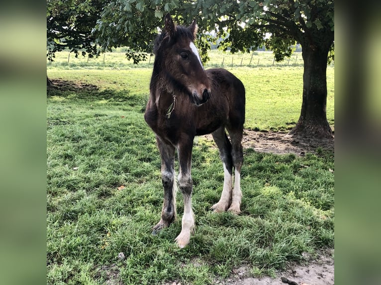 Shire Horse Stallion Foal (05/2025) Bay-Dark in Haselau