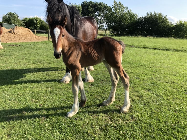 Shire Horse Stallion Foal (05/2025) Bay-Dark in Haselau