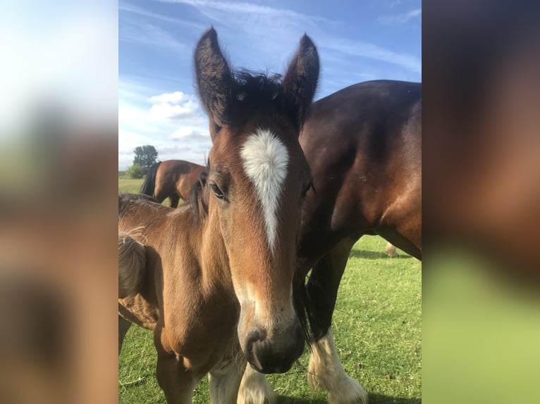 Shire Horse Stallion Foal (05/2025) Bay-Dark in Haselau