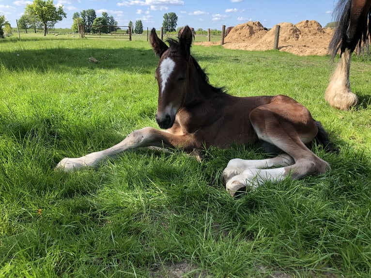 Shire Horse Stallion Foal (05/2025) Bay-Dark in Haselau