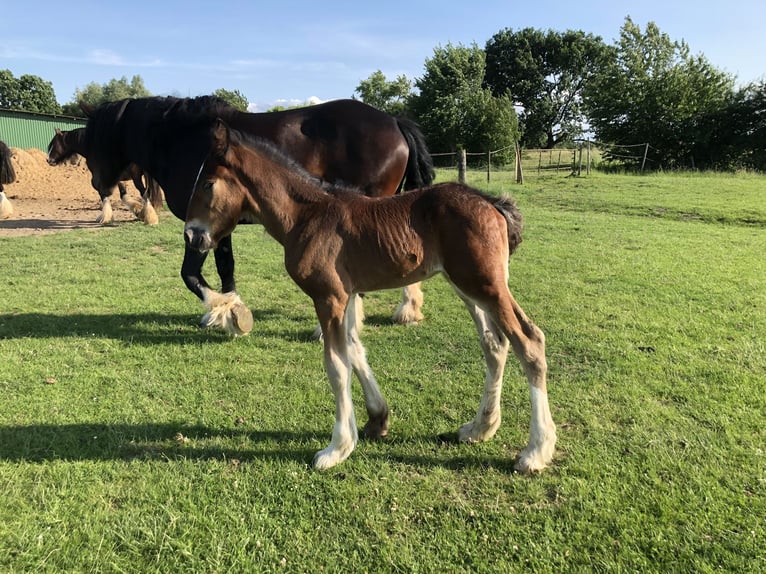 Shire Horse Stallion Foal (05/2025) Bay-Dark in Haselau