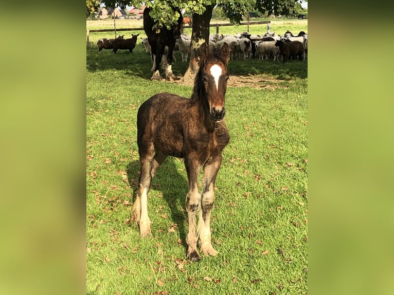 Shire Horse Stallion Foal (05/2025) Bay-Dark in Haselau