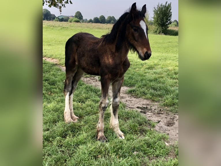 Shire Horse Stallion Foal (05/2025) Bay-Dark in Haselau