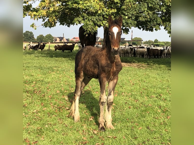 Shire Horse Stallion Foal (05/2025) Bay-Dark in Haselau