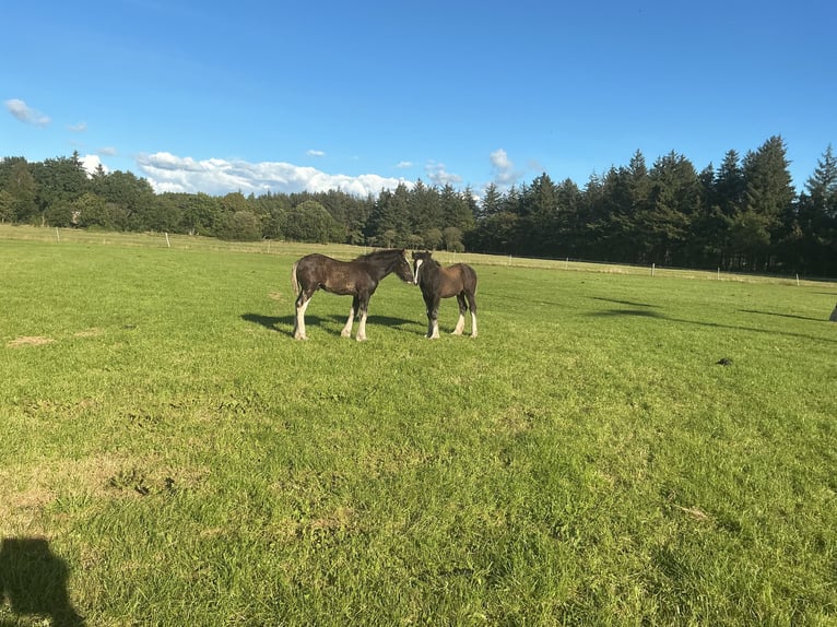 Shire Horse Stallion Foal (04/2025) Black in Langenhorn