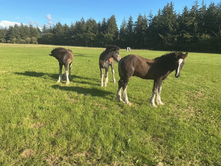 Shire Horse Stallion Foal (04/2025) Black in Langenhorn