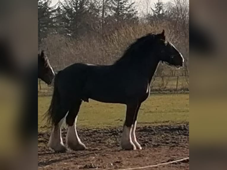 Shire Horse Stallion Foal (04/2025) Black in Langenhorn