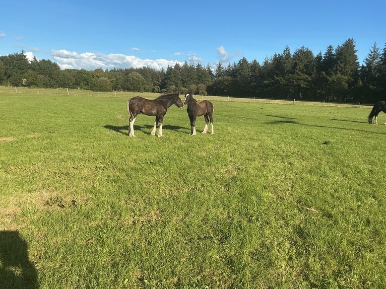 Shire Horse Stallion Foal (04/2025) Black in Langenhorn