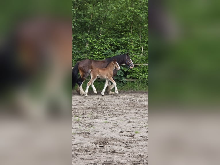 Shire Horse Stallion Foal (05/2024) Brown in Bockhorn