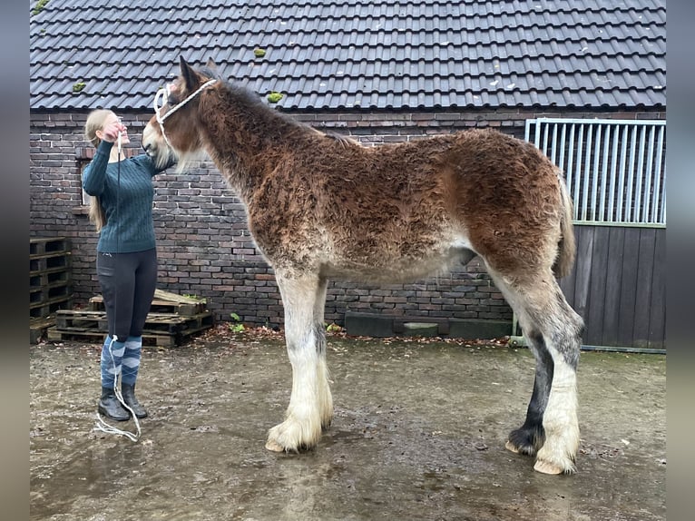 Shire Horse Stallion Foal (04/2025) Brown in Friedeburg