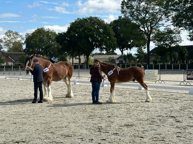 Shire Horse Stallion Foal (03/2025) Brown in Witteveen