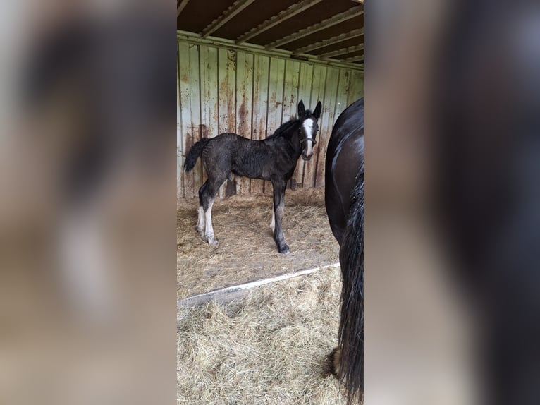 Shire Horse Stallion Foal (05/2025) Grey in Halle