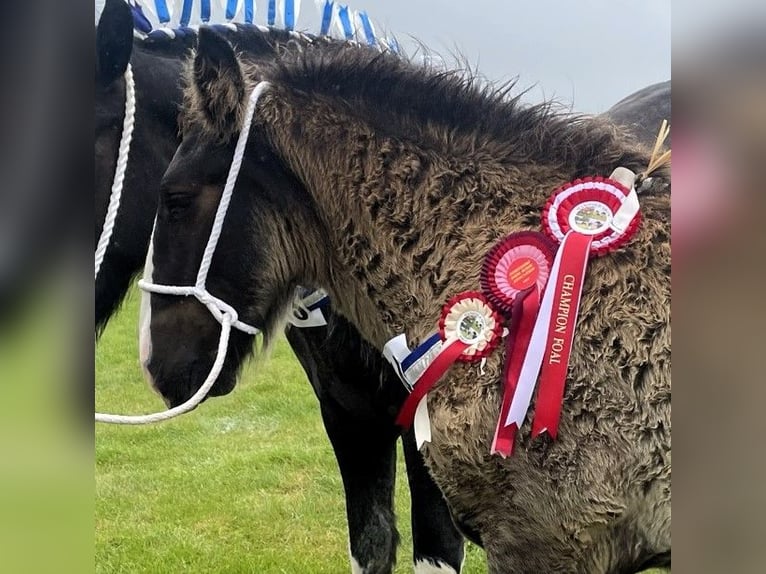 Shire Horse Stallion Foal (05/2024) in whitegate