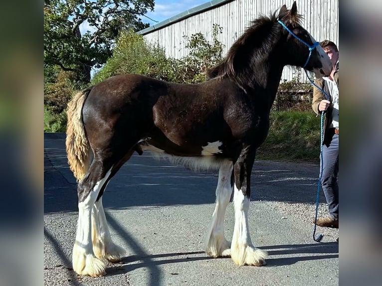 Shire Horse Stallion Foal (01/2026)  in whitegate