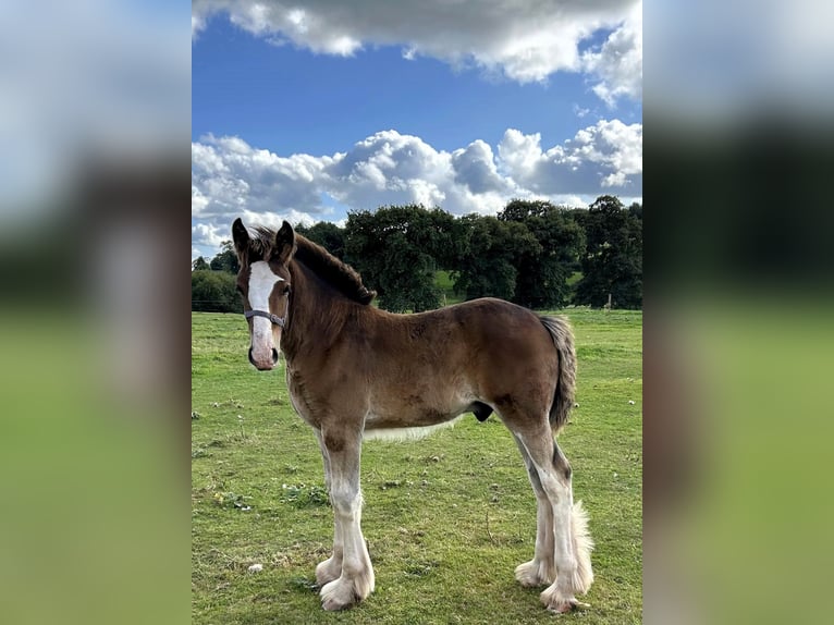 Shire Horse Stallion Foal (01/2024) in whitegate