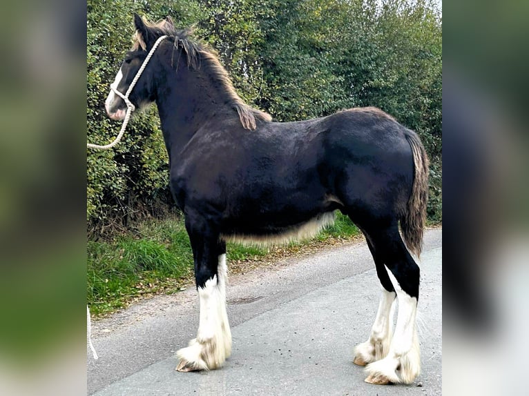 Shire Horse Stallion Foal (04/2025) in whitegate