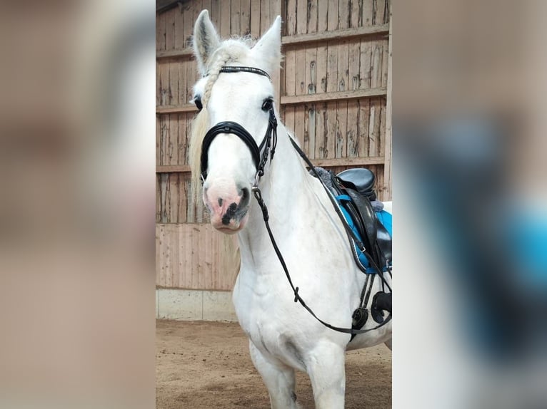 Shire Horse Stute 10 Jahre 175 cm Schimmel in Bad Füssing