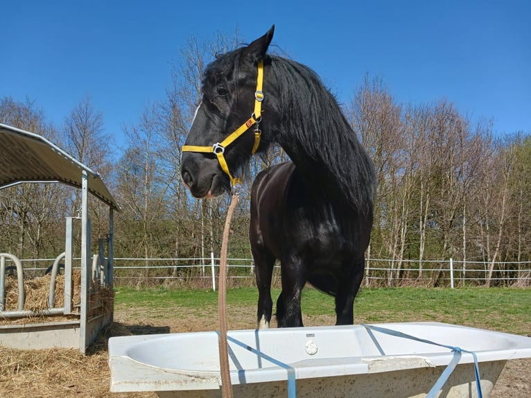 Shire Horse Stute 10 Jahre 185 cm Rappe in Ried im Innkreis