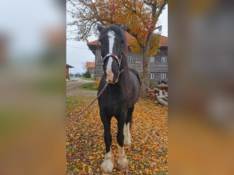 Shire Horse Stute 10 Jahre 185 cm Rappe in Ried im Innkreis