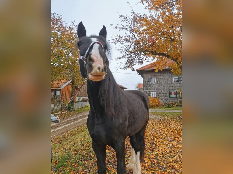 Shire Horse Stute 10 Jahre 185 cm Rappe in Ried im Innkreis