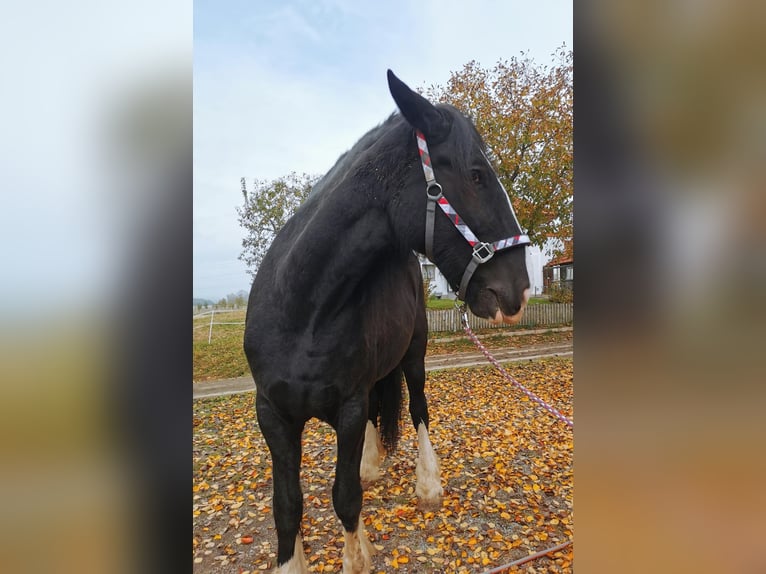 Shire Horse Stute 10 Jahre 185 cm Rappe in Ried im Innkreis