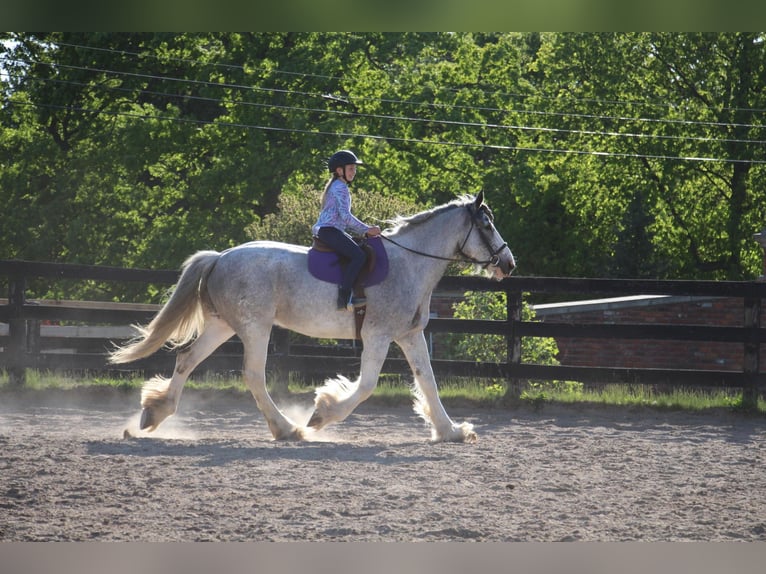 Shire Horse Stute 11 Jahre 168 cm Sabino in Highland MI