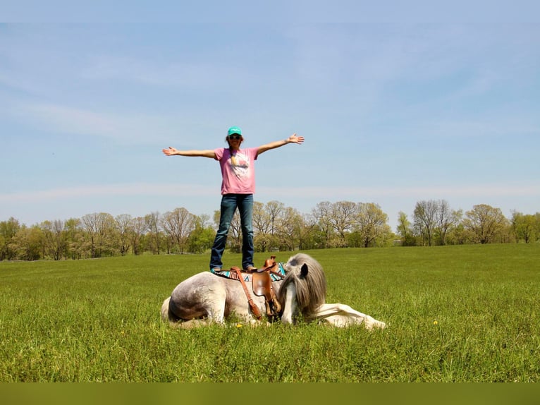 Shire Horse Stute 11 Jahre 168 cm Sabino in Highland MI