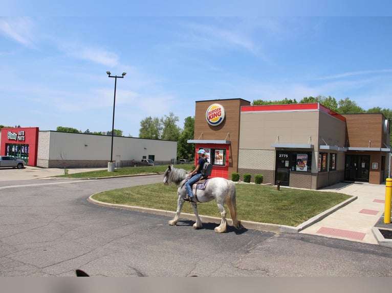 Shire Horse Stute 11 Jahre 168 cm Sabino in Highland MI