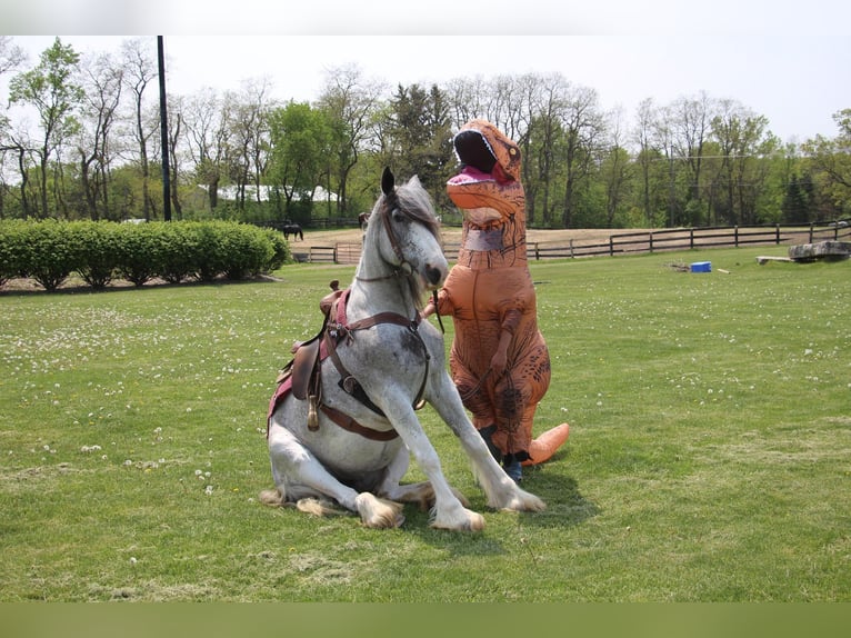 Shire Horse Stute 11 Jahre 168 cm Sabino in Highland MI