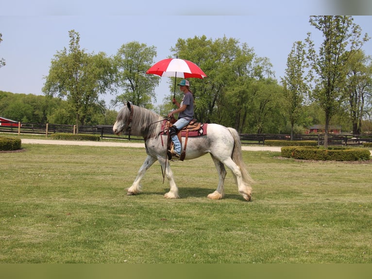 Shire Horse Stute 11 Jahre 168 cm Sabino in Highland MI