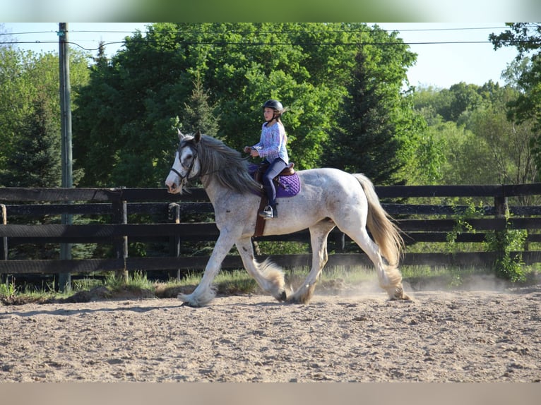 Shire Horse Stute 11 Jahre 168 cm Sabino in Highland MI