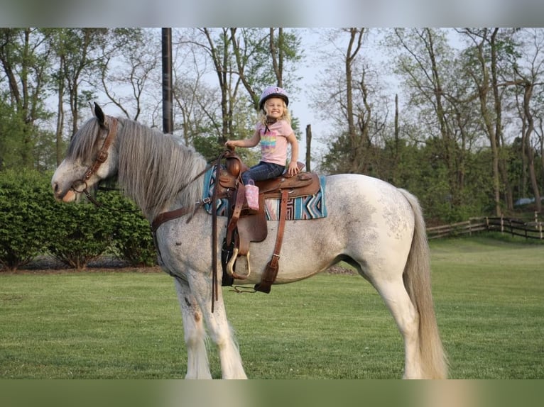 Shire Horse Stute 11 Jahre 168 cm Sabino in Highland MI