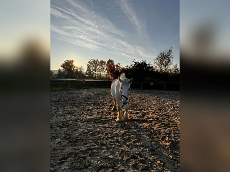 Shire Horse Stute 11 Jahre 169 cm Schimmel in Hörstorf